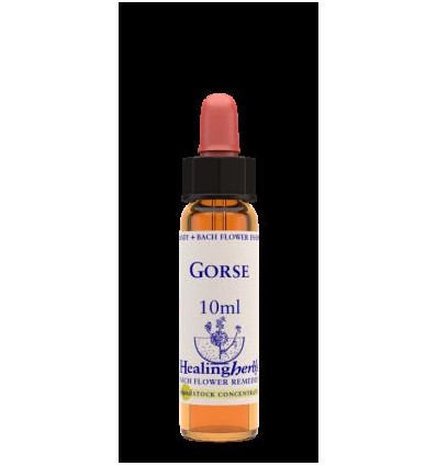 Gorse 13, 10 ml