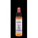 Gorse 13, 10 ml