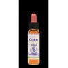 Gorse 13, 10 ml