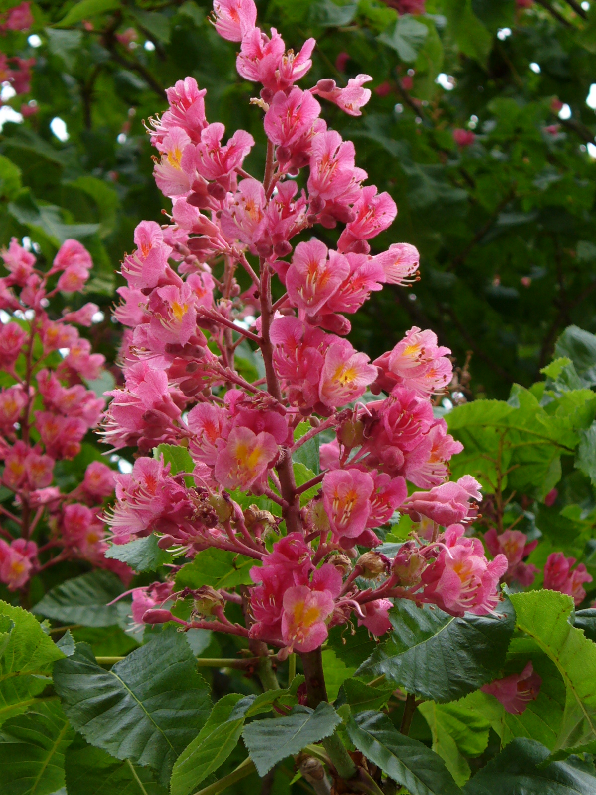 Fiori di Bach: Red Chestnut per l'ansia